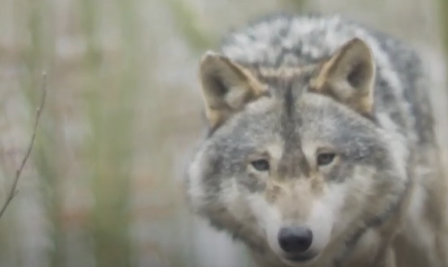 What is Organizational Rewilding for Strategic Planning?